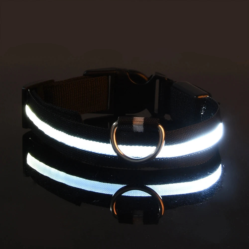 Collier LED Lumineux pour Chien - Sécurité Nocturne