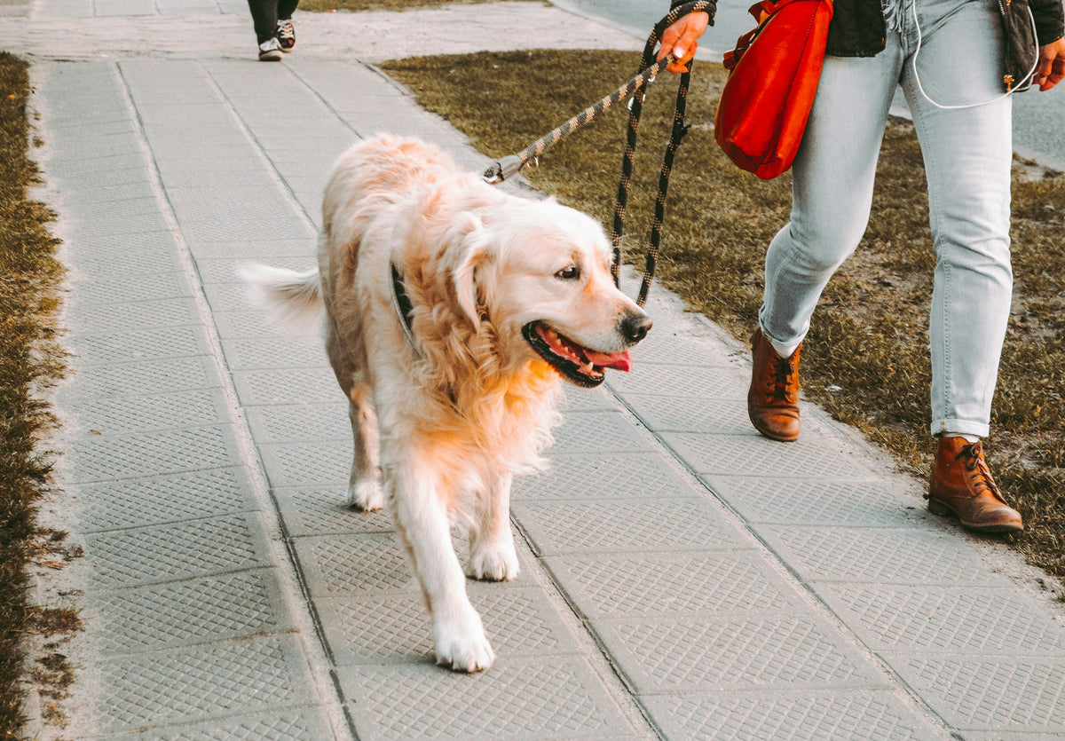 Golden retriever en balade avec son propriétaire, journée ensoleillée